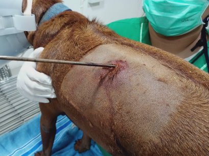 น้องกอหญ้าโดนฉมวกยิงทะลุตัว !!